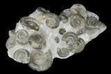 Pyrite Replaced Fossil Ammonite (Dactylioceras) Cluster - England #176341-2
